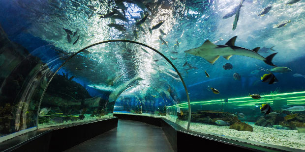 Dubai Aquarium & Underwater Zoo