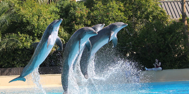 Dolphin Show Dubai